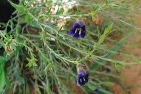 Image result for Aptosimum lugardiae