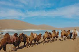 Play the desert camel demo game and read our review before you play for real money ✔ scanned 177 casinos for the russian federation market and we have found desert camel in 4 of them. The Gobi Desert A Kat S Life