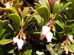 Image result for Erica lanceolifera