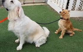The table below allows you to quickly and easily find information on current and upcoming litters from our four colors of golden retriever puppies for sale. Miniature Golden Retriever Puppy For Sale Adoption Rescue For Sale In Temecula California Classified Americanlisted Com