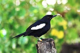 Burung flamboyan gacor ngebren rapat youtube. Download Suara Burung Kacer Buat Pancingan Mp3 Harga