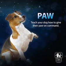 When the paw is at head height, praise your dog and give it a treat as a reward. Furmagic Training Your Furmagician To Give Paw Can Be As Easy As ð™–ð™—ð™§ð™–ð™˜ð™–ð™™ð™–ð™—ð™§ð™– 1 Show Your Dog A Treat On Your Hand 2 Have Them Sit 3 Close Your Hand And