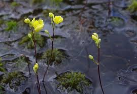 Image result for Utricularia gibba