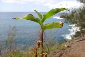 Image result for Commelina saxosa