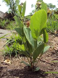 Image result for Eriosema lebrunii