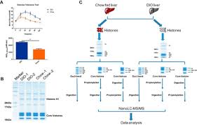 This video explains in detail about the post transcriptional modifications on histone proteins, epigenetics, methylation, phosphorylation, acetylation. The Landscape Of Histone Modifications In A High Fat Diet Induced Obese Dio Mouse Model Molecular Cellular Proteomics