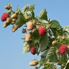 See raspberry plant stock video clips. Bp 1 Raspberry Plant