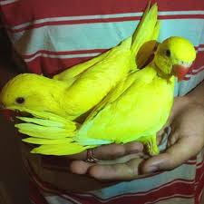 All orders are custom made and most ship worldwide within 24 hours. Baby Lutino Indian Ringneck Parrots For Sale In Houston Texas Classified Americanlisted Com