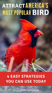 Birds That Look Like Cardinals But Aren T 4 Simple Strategies To Attract Cardinals To Your Feeders 2020 With Images Birds Backyard Birds Feeders Bird Watching