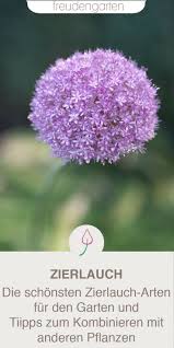 Zierlauch Die 10 Schonsten Arten Blumenzwiebeln Pflanzen Pflanzen Und Zierlauch