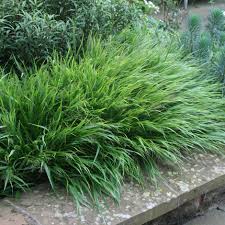 It is native to japan and features long, thin leaves that have an arching form. Buy Hakonechloa Hakonechloa Macra 9 99 Delivery By Crocus