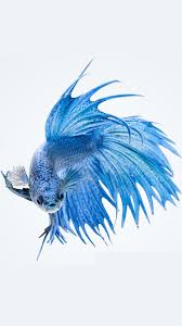 Apple Iphone 6s Wallpaper With Blue Betta Fish In White Background Hd Wallpapers Wallpapers Download High Resolution Wallpapers Betta Fish Fish Wallpaper Betta