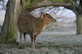 The indian muntjac (muntiacus muntjak), also called the southern red muntjac and barking deer, is a deer species native to south and southeast asia. Muntjac Deer Muntiacus About Animals