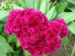 Celosia Flowers Flower Seeds Trees To Plant