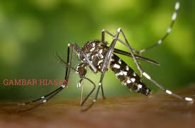 Dr zaini turut berkata, sebanyak 41 notis bagi arahan kerja pembersihan dan pemusnahan tempat berpotensi menjadi pembiakan aedes turut. Kes Chikungunya Di Perak Meningkat 30 Kali Ganda