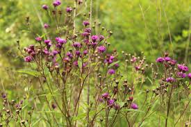 Image result for Vernonia glabra