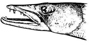 Barracuda Fish Head Coloring Pages Best Place To Color Coloring Pages Fish Coloring Page Color