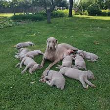 Image result for výmarský krátkosrstý ohař