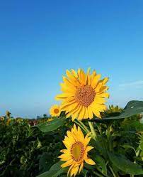 Bunga matahari atau biasa disebut sunflower tidak hanya memiliki bentuk mirip dengan matahari, tetapi pertumbuhannya juga sangat bergantung pada intensitas sinar matahari. Detail Gambar Gambar Tumblr Bunga Matahari Kebun Bunga Matahari Bantul Spo