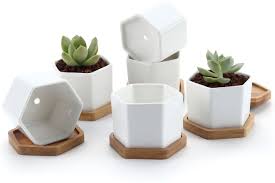 Hydroponic green onions in pots isolated. T4u Small White Succulent Planter Pots With Bamboo Tray Hexagon Set Of 6 Geometric Cactus Plant Holder Container For Home Office Table Desk Decoration For Mom Aunt Sisiter Daughter Gardener Walmart Com
