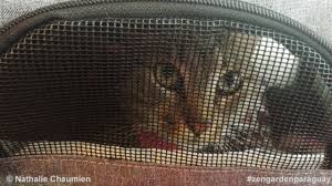 See more of paraguay on facebook. Mit Katzen Nach Paraguay Auswandern Chanel The Flying Cat