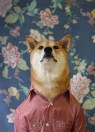 男裝柴犬狗 向犬界潮男學習穿搭吧 汪ᵔᴥᵔ menswear dog dog blog shiba inu