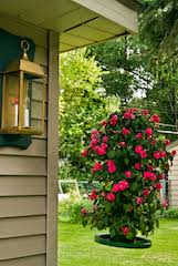 What do flowers do hummingbirds love? Flowers That Attract Hummingbirds A Full List