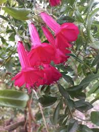 Image result for Cantua