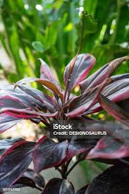 Image result for Rhizophoraceae