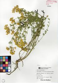 We did not find results for: Lotier Cornicule Herbier Du Quebec