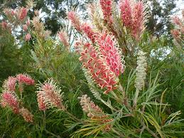 Its bright yellow flowers look. Australian Native Shrubs Gardening With Angus