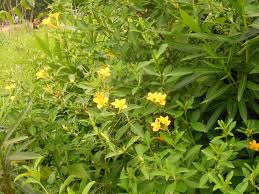 Image result for Barleria tanzaniana