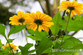 Image result for Tithonia diversifolia