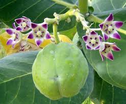 Asclepias Calotropis Gigantea Giant Milkweed 10 Seeds Etsy Plants Purple Tips Jamaica Food