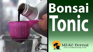 Homemade Bonsai Tonic And House Plant Tonic 101 Bonsai House Plants Plant Health