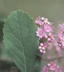 Image result for Spiraea douglasii