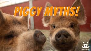 Equivalent to a 3 yr. Teacup Pig Facts Best Friends Animal Society
