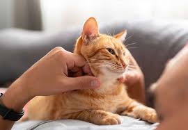‪Five Fun Facts About Ginger Cats | Perfect Pet‬‏