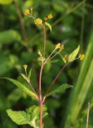 Image result for Acmella