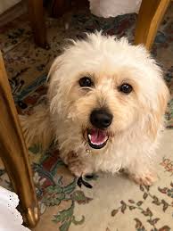 What is the cutie in Tampa?