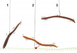 Découvrez comment le pêcher à cette saison et quel matériel utiliser pour le traquer ! Perche Lorsque Les Conditions Sont Difficiles Pensez Aux Worms