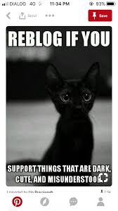 Pin By Nova On Nine Funny Cat Memes Funny Cats Cat Memes