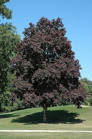 We did not find results for: Crimson King Norway Maple Acer Platanoides 39 Crimson King 39 At Stein 39 S Garden Amp Home Crimson King Maple Tree Norway Maple Tree Acer Platanoides