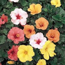 Image result for Hibiscus kirkii