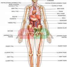 Female anatomy includes the external genitals, or the vulva, and the internal reproductive organs. Female Internal Organ Diagram Koibana Info Human Body Systems Human Body Muscles Human Anatomy Female