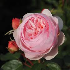 This english rose is the perfect shade of pink! Olivia Rose Austin Rose Pink David Austin Rose The Fragrant Rose Company