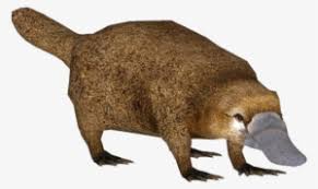 After an egg hatches, the tiny baby (called a puggle) drinks its mother's milk, which comes from platypus live in burrows and spend much of their time in freshwater ponds and streams. Platypus Png Transparent Platypus Png Image Free Download Pngkey