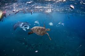 The Best Way To Deal With Ocean Trash