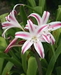 Image result for Crinum harmsii