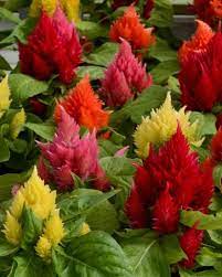 Pin On Potted Flowers